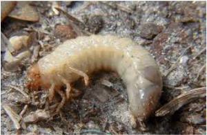 Picture of a grub that can cause lawn damage.