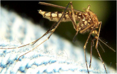 Image shows a mosquito, which can be stopped by the program provided by Richter's Beautification. 