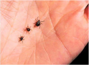 Picture of some ticks, dangerous unless treated by RIchter's flea and tick control program.
