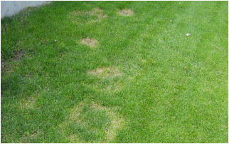 Picture of a lawn disease which can be treated by Richter's Lawn Disease Program