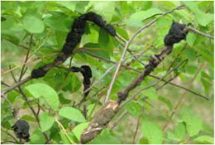 Picture of a tree disease called black knot 