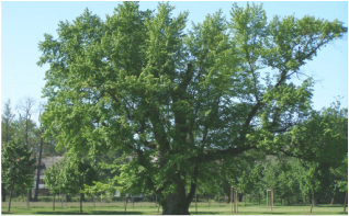 Picture of a silver maple tree, large tree that can be found in Michigan