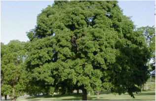 Picture of a large sugar maple, a large shade tree you can often find in Michigan