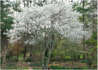 Image of an Allegheny Serviceberry tree, an ornamental tree you can find in Michigan 