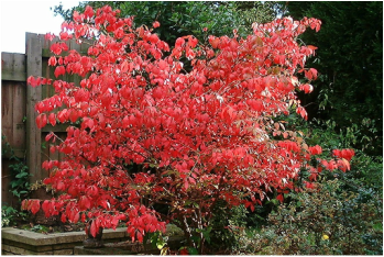 Image showing a lovely red winged Euonymous tree, a great tree for ornamental use in a landscape.