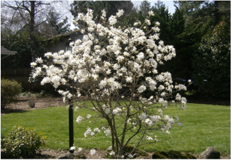 Gorgeous picture of a star magnolia, a wonderful tree for landscapes, an ornamental tree. 