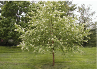 The beautiful Amur CHokeberry tree, an ornamental tree great for landscaping.