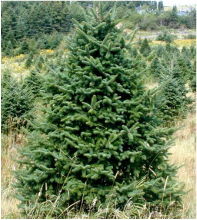 Gorgeous balsam fir tree, absolutely wonderful evergreen for landscaping.