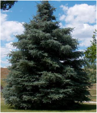 Picture of a Black Hills Spruce, a tree that is great for landscaping, nice evergreen qualities. 