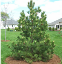 Picture of the Austrian Fir tree, a great evergreen for year-round landscaping. 