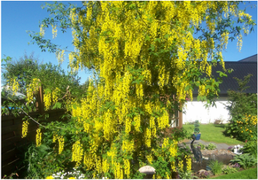 Image of a golden chain tree, an ornamental tree for landscape design