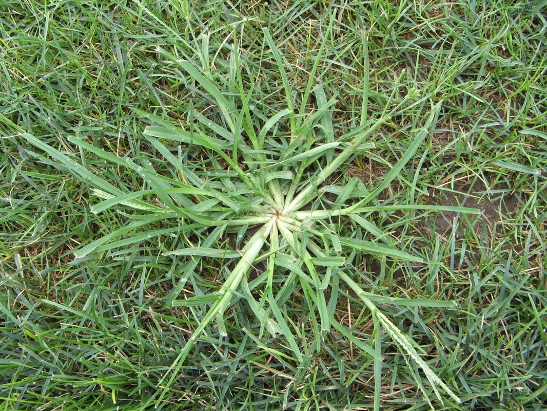 Picture of a grassy weed called dallis grass