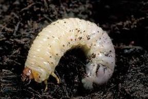 Picture of a white grub that could be infecting your lawn.