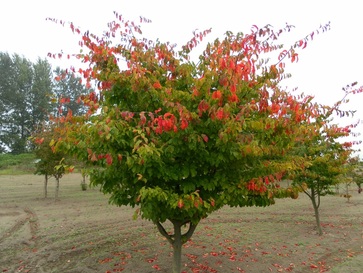 Picture of a lovely persian parrotia tree. Great tree for landscaping.