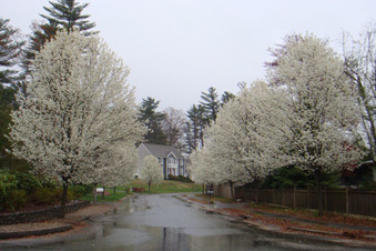 Picture of a lovely bradford pear tree, a great tree for ornamental landscapes.