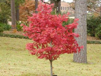 Picture of a japanese maple in fall, a lovely ornamental tree. 