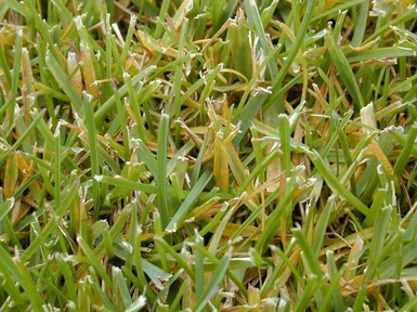 Picture of a lawn disease called rust, curable by richter's lawn disease control