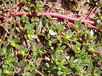 Picture of common purslane, a broadleaf weed treatable by Richter's weed control program