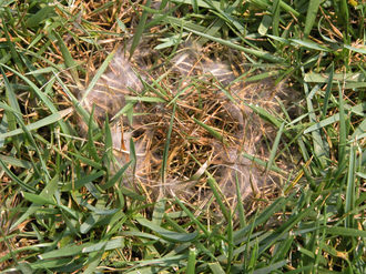 image of a disease of grass or turf called pythium, lawn disease control