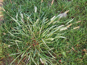 Picture of a weed called quackgrass, a grassy weed, very similar to a grass