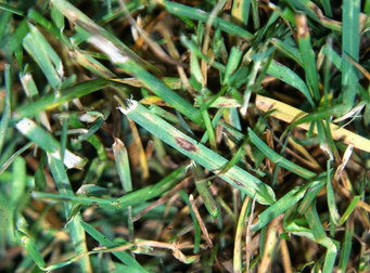 Picture of a lawn disease called leaf spot affecting grass blades