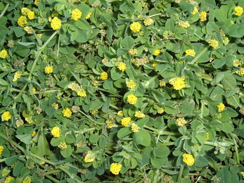 Picture of black medic, a broadleaf variety of weed, curable by Richter's Weed Control Program