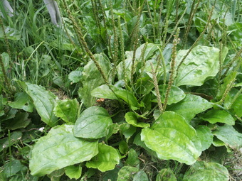 Picture of a broadleaf weed called the broadleaf plantain