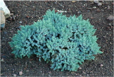 Picture of beautiful blue star juniper shrub, great color for a landscape