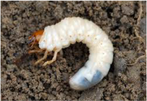 Picture of a grub that causes lawn damage and can attract moles.