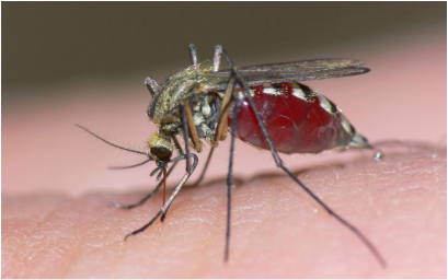 Picture of a female mosquito, which can be controlled and kept away by Richter's mosquito control program.