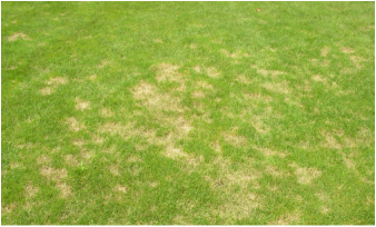 Picture of a lawn disease which Richter's can treat with their lawn disease control program!