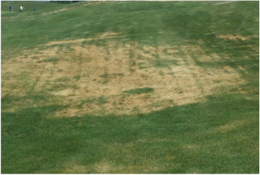 Picture of a lawn disease, ascochyta leaf blight, affects yards and lawns