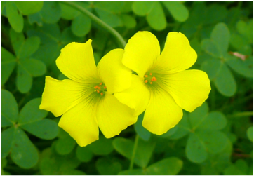 Picture of oxalis, a broadleaf weed, treated for with Richter's Weed Control Program