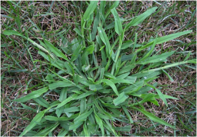 Picture of a crabgrass weed, a grassy type of weed, large crabgrass