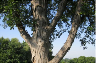 Picture of a hickory tree, a great shade tree that can be treated by Richter's.