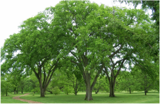 Picture of a beautiful large elm tree, a shade tree found in Michigan.