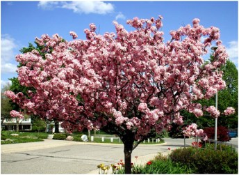 Picture of a beautiful Adams crabapple tree, an ornamental tree great fro new landscapes.