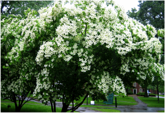 Picture of pretty chinese dogwood tree, a lovely tree great for ornamental landscape purposes.