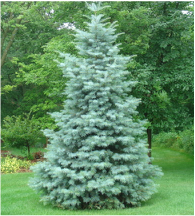 Picture of a concolor fir, great evergreen tree often seen in michigan landscapes, and commonly used for Christmas Trees. 