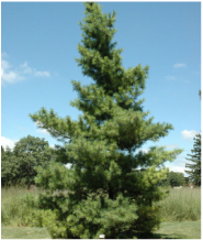 Picture of great White Pine, lovely evergreen that is wonderful for Michigan Landscaping.
