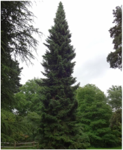 Picture of pretty serbian spruce that can be a great evergreen for Michigan Landscapes. 