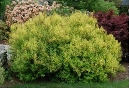 Image of Spirea 'ogon' shrub, a pretty and stand-out shrub for landscaping