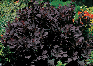 Picture of a gorgeous purple smoke bush, great shrub for landscapes