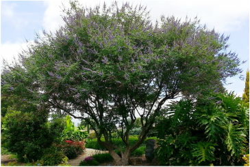 Picture of a chaste tree, an ornamental landscaping tree, beautiful