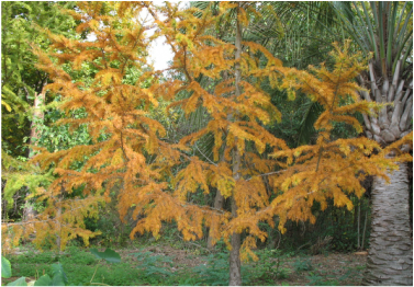 Gorgeous picture of a golden larch tree, great for landscapes