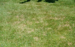 Image showing a lawn infected by a lawn disease, can be treated by Richter's Beautification.