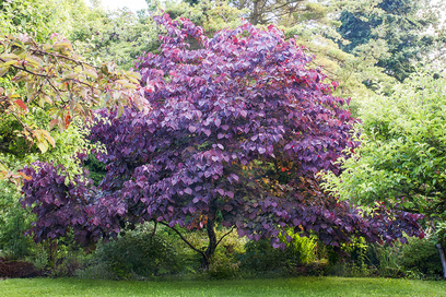 Picture of forest pansy redbud ornamental tree for new landscaping