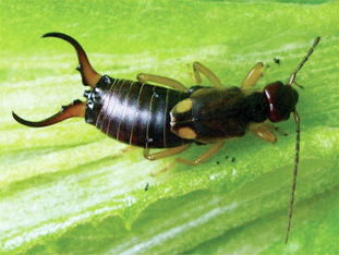 Picture of the pest earwig, can be controlled by Richter's Pest Cotnrol