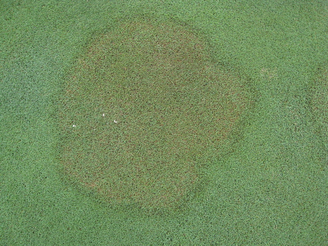 Image of a disease of yard turf called brown spot, caused by a lawn fungus