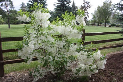 Picture of fringe tree, a unique tree for unique landscaping